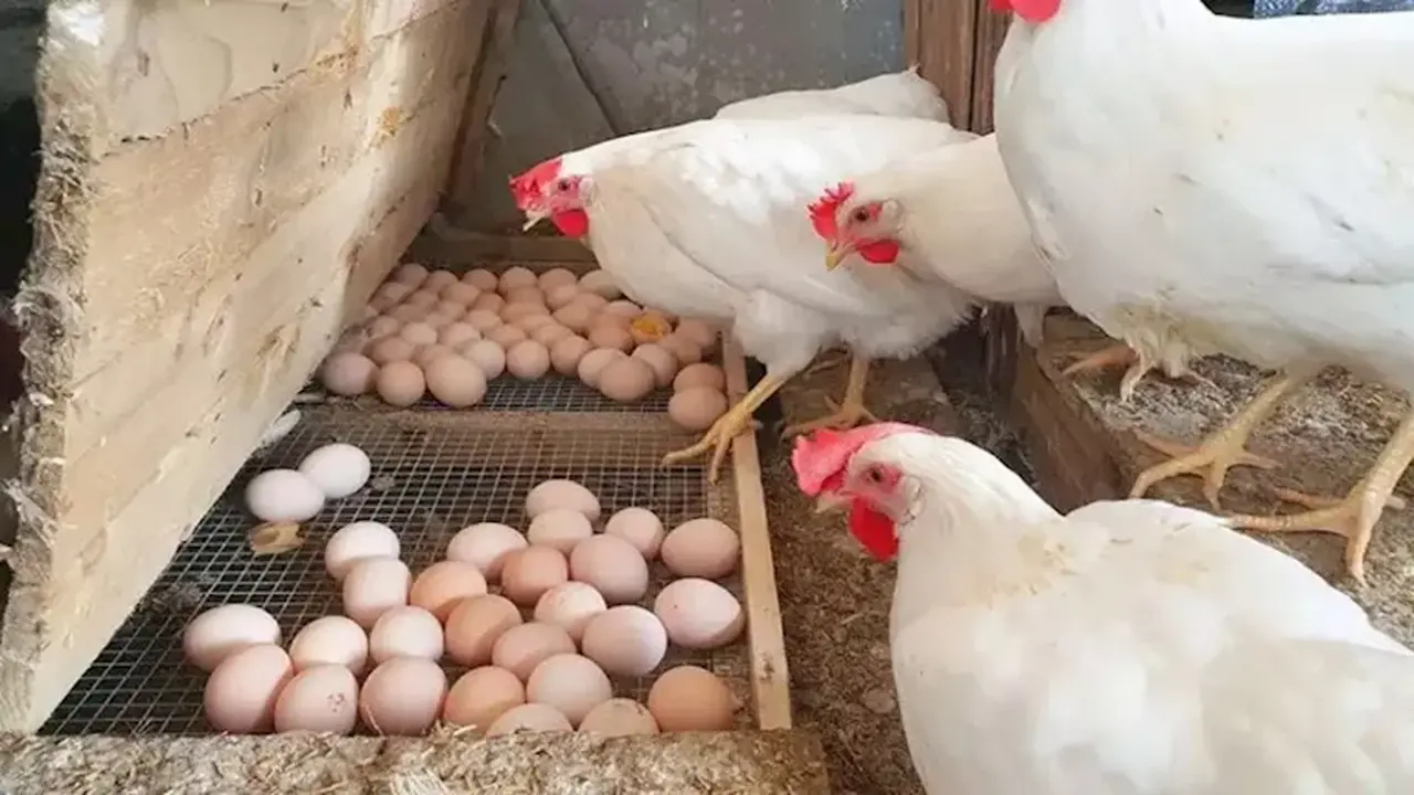 تراجع أسعار الدواجن والبيض في الأسواق المحلية خلال تعاملات يوم السبت